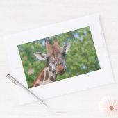 Giraffe Rechthoekige Sticker (Envelop)