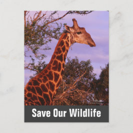 Giraffe redt ons Briefkaart in het wild
