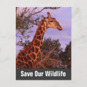 Giraffe redt ons Briefkaart in het wild (Voorkant)