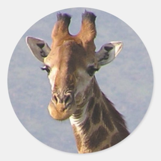 Giraffe Ronde Sticker (Voorkant)