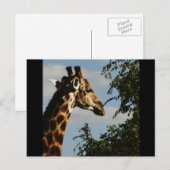 Giraffe safari-briefkaarten briefkaart (Voorkant / Achterkant)
