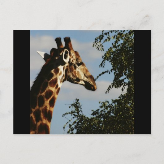 Giraffe safari-briefkaarten briefkaart (Voorkant)