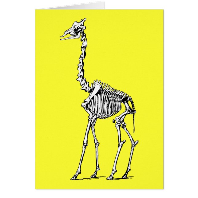 Giraffe Skeleton (Voorkant)