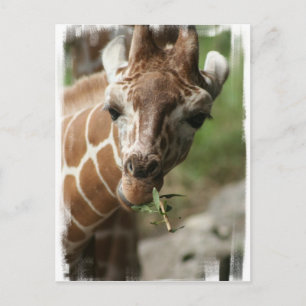 Giraffe Snack Briefkaart