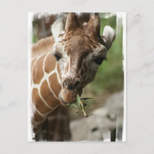 Giraffe Snack Briefkaart (Voorkant)