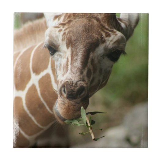 Giraffe Snack Tile Tegeltje (Voorkant)