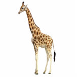 Giraffe Staand Fotobeeldje<br><div class="desc">Acrylfotosculptuur van een handlangbruine en geelbruine giraffe. Dit is een geweldig décor stuk voor je Safari partijthema dat het meest overal kan worden gebruikt,  zelfs als onderdeel van een middelpunt! Zie bijpassende acrylfoto-beeldhouwpin,  sleutelhanger,  magneet en siermateriaal. Bekijk het volledige Safari-fotobeeld in de DECOR | Sectie Props en komkommers.</div>