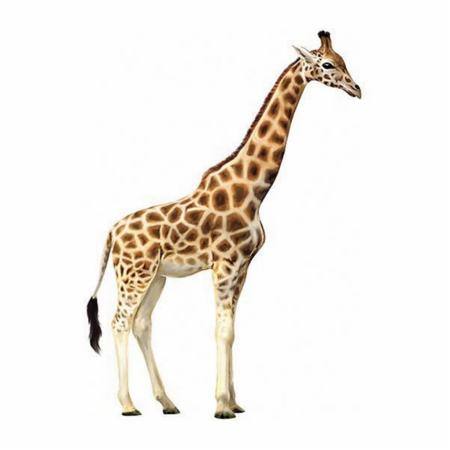 Giraffe Staand Fotobeeldje (Voorkant)