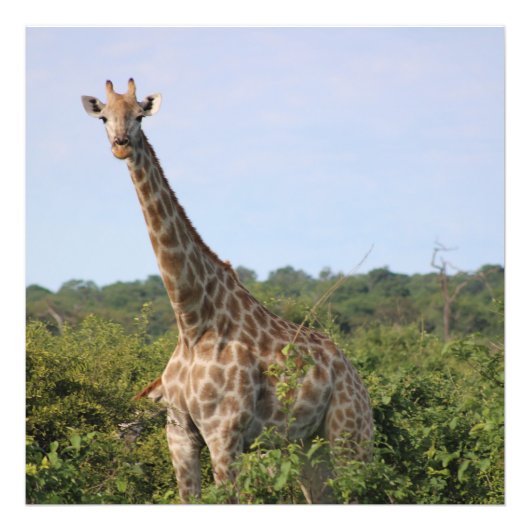 Giraffe staart foto afdruk (Voorkant)