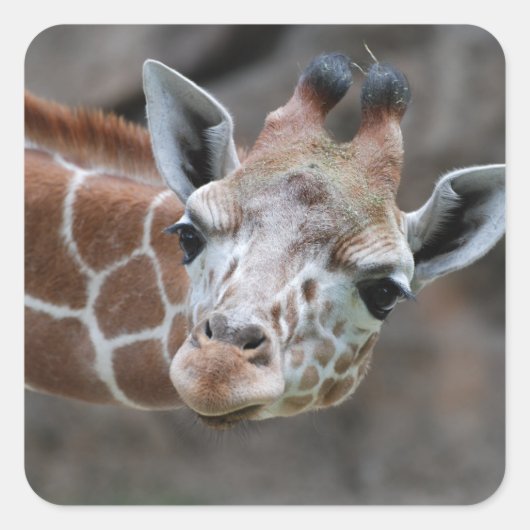 Giraffe Sticker (Voorkant)