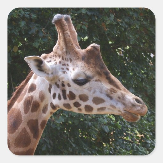 Giraffe Stickers (Voorkant)