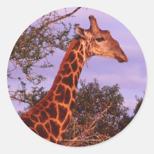 Giraffe Stickers (Voorkant)