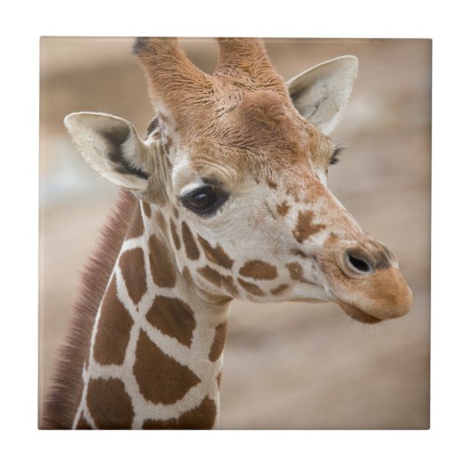 Giraffe Tegeltje (Voorkant)
