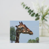Giraffe tegen afbeelding blauw hemelfoto briefkaart (Staand voorkant)