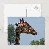 Giraffe tegen afbeelding blauw hemelfoto briefkaart (Voorkant / Achterkant)