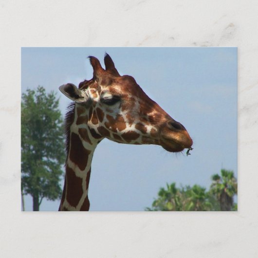 Giraffe tegen afbeelding blauw hemelfoto briefkaart (Voorkant)