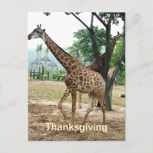 Giraffe Thanksgiving briefkaart (Voorkant)