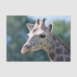 Giraffe Tissuepapier