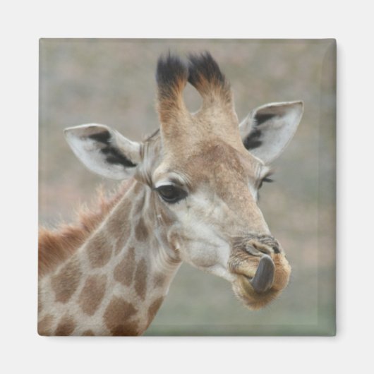 Giraffe tongmagneet magneet (Voorkant)