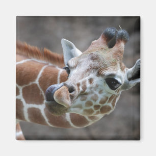 Giraffe tongmagneet magneet
