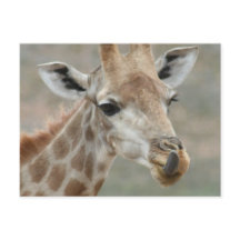 Giraffe Tongue Briefkaart