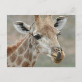 Giraffe Tongue Briefkaart