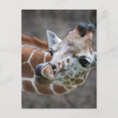 Giraffe Tongue Briefkaarten (Voorkant)