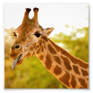 Giraffe Tongue Foto Afdruk