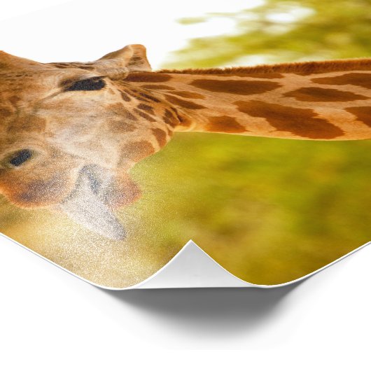 Giraffe Tongue Foto Afdruk (Hoek)