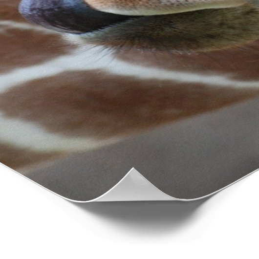 Giraffe Tongue Poster afdrukken (Hoek)