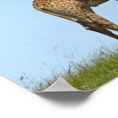 Giraffe Twins Poster (Hoek)