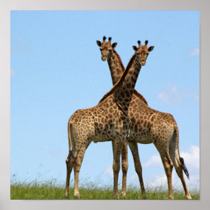 Giraffe Twins Poster