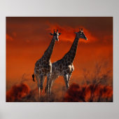 Giraffe uit het Zuid-Afrikaanse wild Poster (Voorkant)