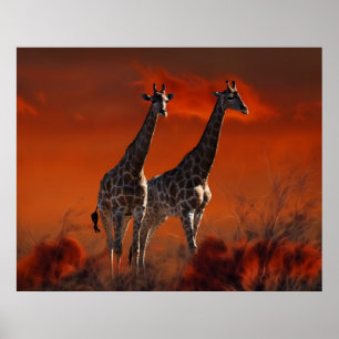 Giraffe uit het Zuid-Afrikaanse wild Poster