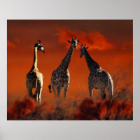 Giraffe uit het Zuid-Afrikaanse wild