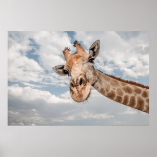 Giraffe van dichtbij poster