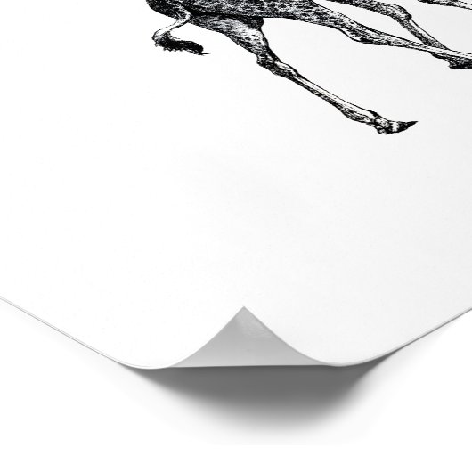 Giraffe van het volledige lichaam van het dier  te poster (Hoek)