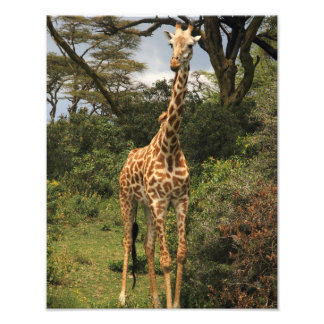 Giraffe van hoge kwaliteit in Struik Foto Afdruk