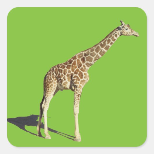 Giraffe Vierkante Sticker (Voorkant)