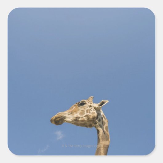Giraffe Vierkante Sticker (Voorkant)