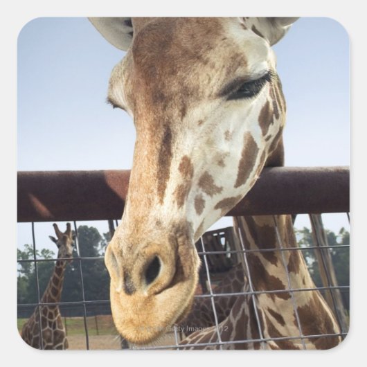 Giraffe Vierkante Sticker (Voorkant)