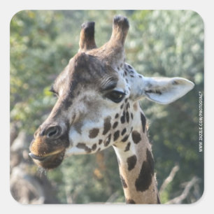 Giraffe Vierkante Sticker