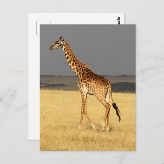 Giraffe volledig lichaam Afrikaanse dieren Briefkaart (Voorkant / Achterkant)