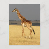 Giraffe volledig lichaam Afrikaanse dieren Briefkaart (Voorkant)