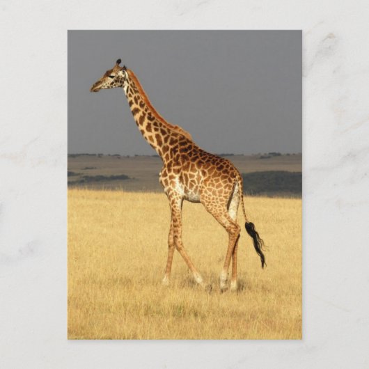 Giraffe volledig lichaam Afrikaanse dieren Briefkaart (Voorkant)