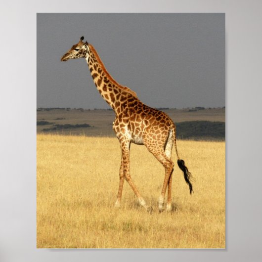 Giraffe volledig lichaam Afrikaanse dieren Poster (Voorkant)