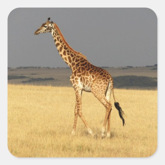 Giraffe volledig lichaam Afrikaanse dieren Vierkante Sticker (Voorkant)