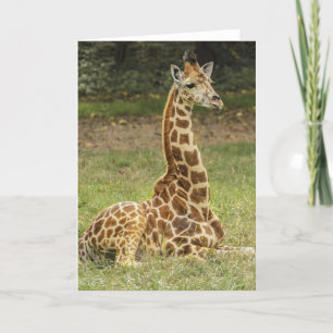 Giraffe Wildlife Kaart