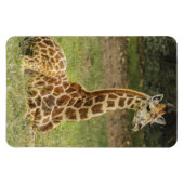 Giraffe Wildlife Magneet (Horizontaal)