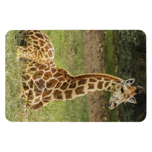 Giraffe Wildlife Magneet (Horizontaal)